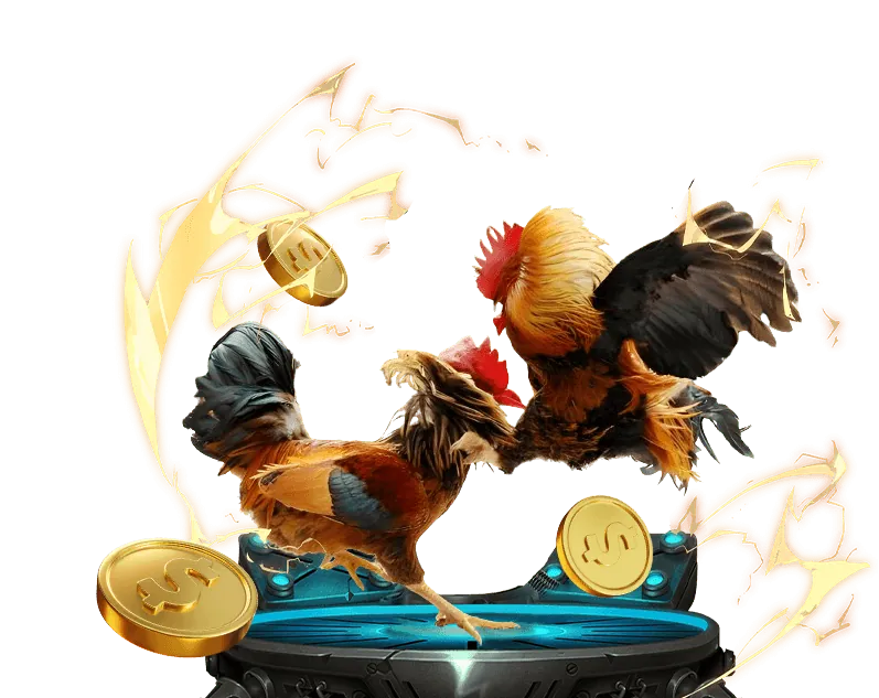 Phân tích gà chiến để đặt cược đá gà trực tiếp